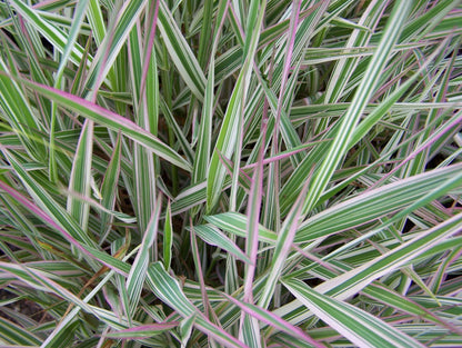 Phalaris arundinacea var picta (Gardener's garters) - Marginal Pond Plants - BP093