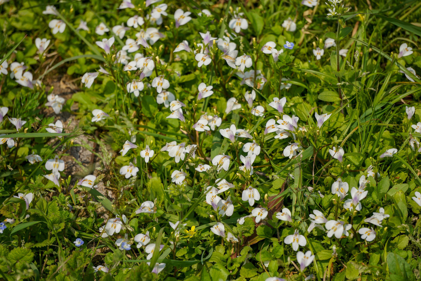 Mazus reptans 'Albus' (White marshflower) - Marginal Pond Plants - BP082