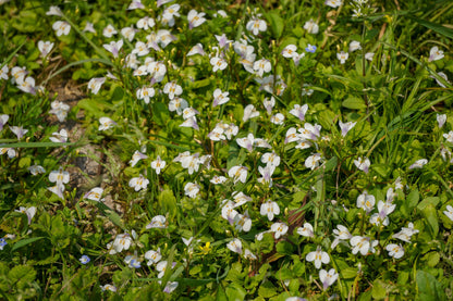 Mazus reptans 'Albus' (White marshflower) - Marginal Pond Plants - BP082