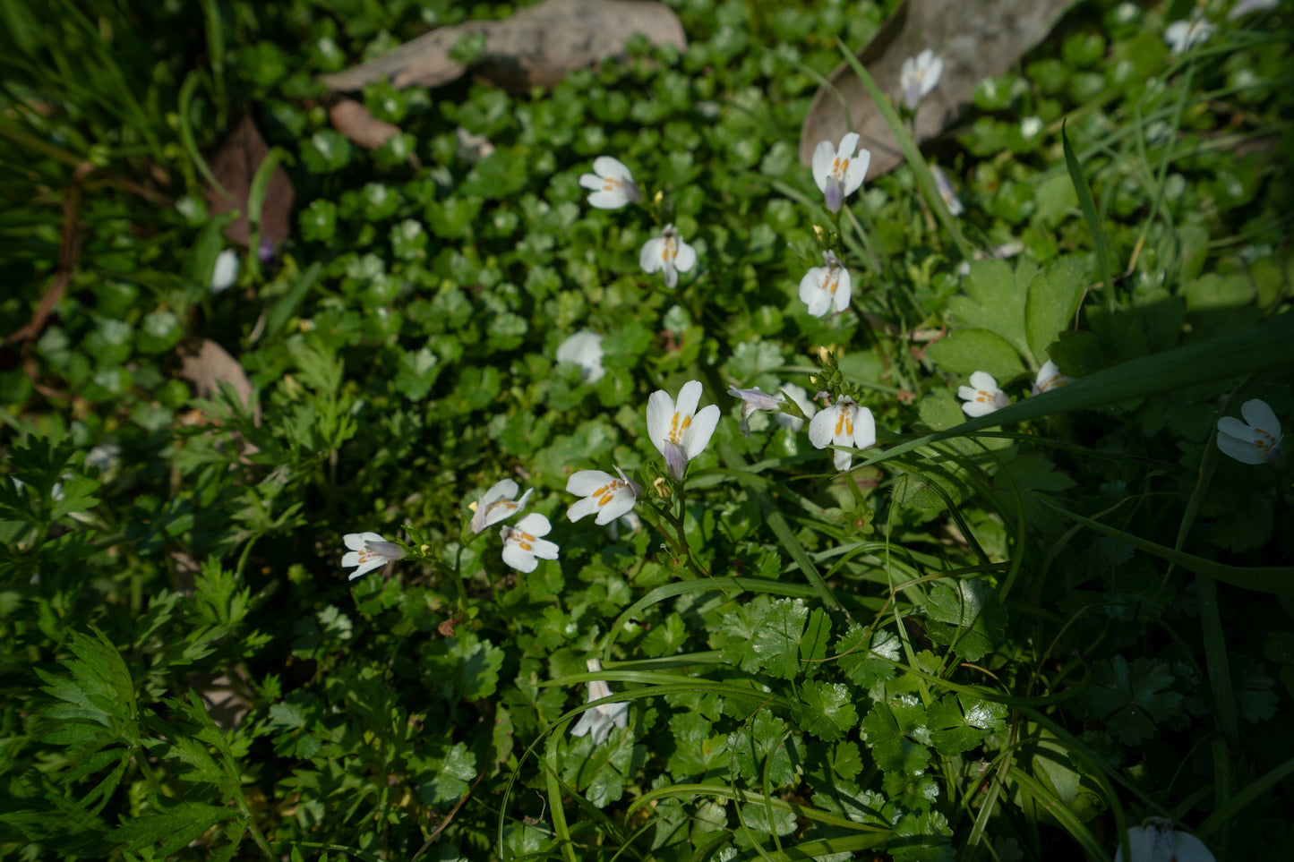 Mazus reptans 'Albus' (White marshflower) - Marginal Pond Plants - BP082