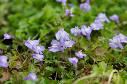 Mazus reptans (Chinese marshflower) - Marginal Pond Plants - BP081