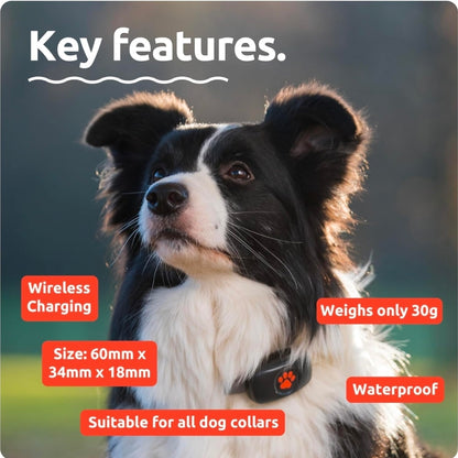 PitPat Collar GPS Tracker