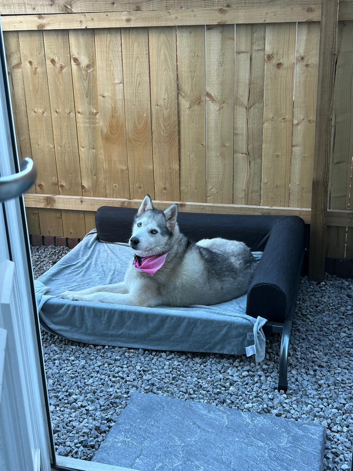 PetFusion Elevated Outdoor Dog Bed Extra Large CLEARANCE