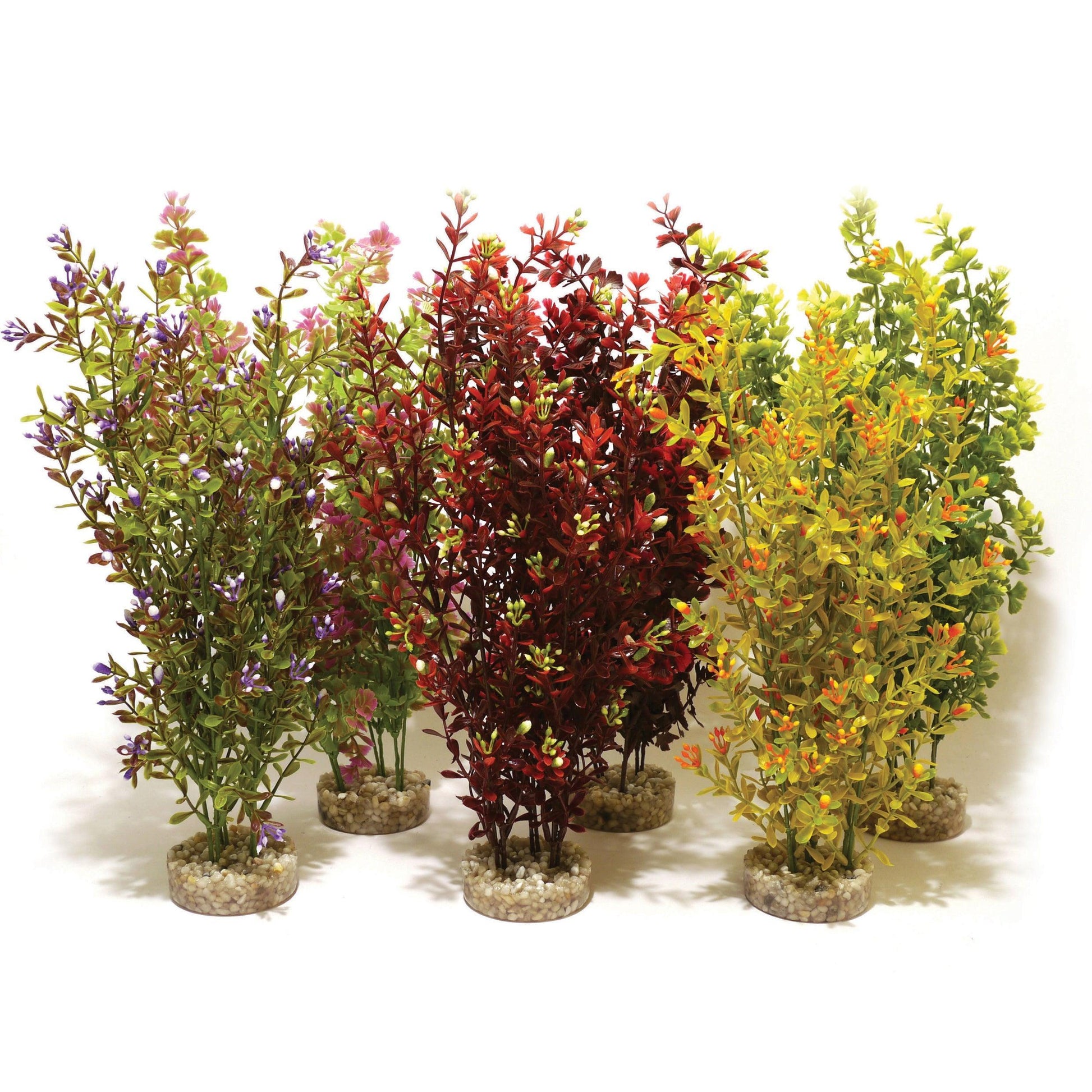 cocktail plant wo kaufen Rosewood Cocktail Plant Maxi x6 – North East Pets